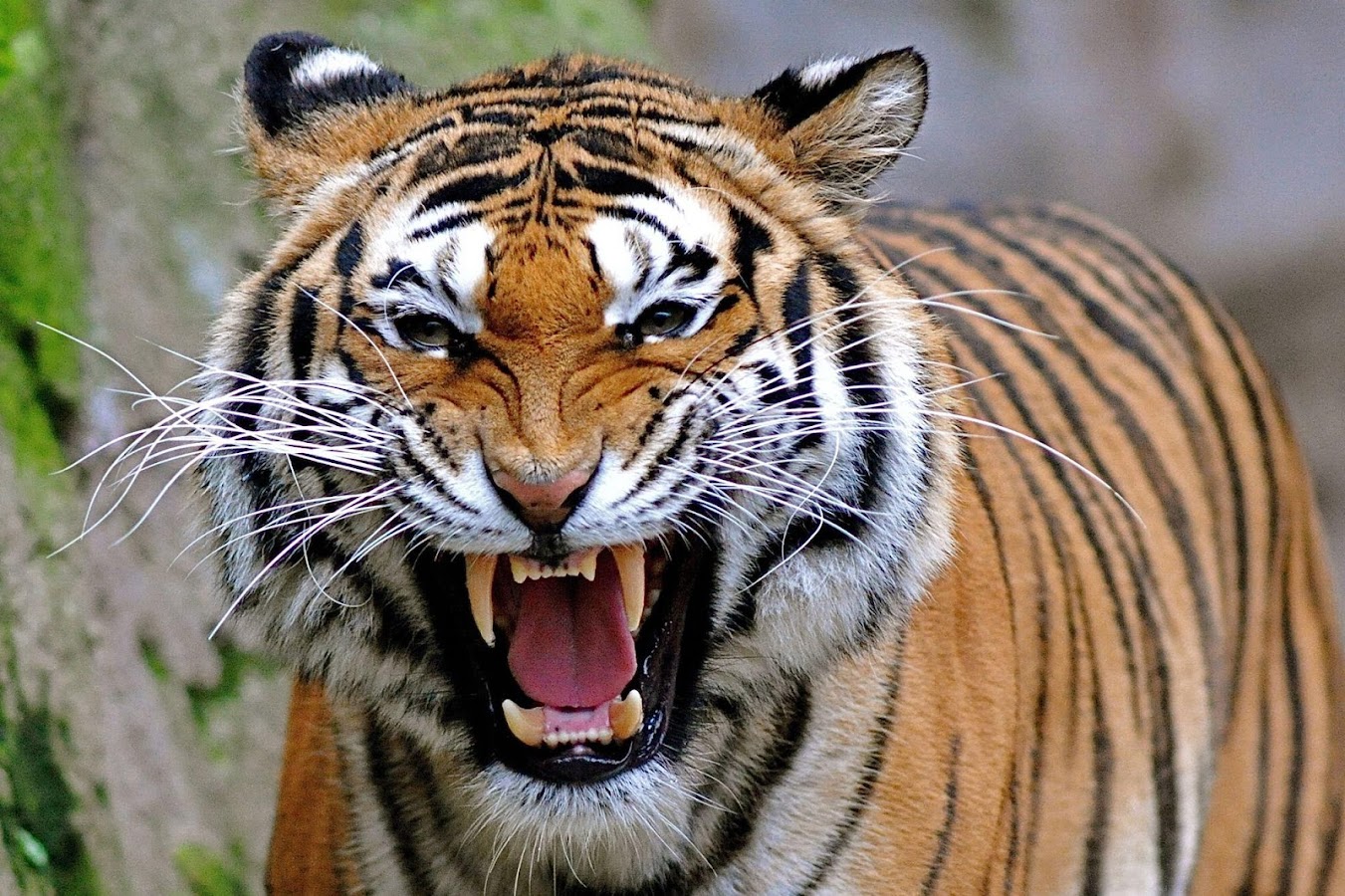 Gambar Wallpaper Harimau Api Gambar Wallpaper