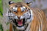 19+ Harimau HD