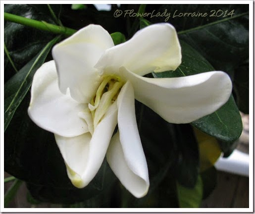 04-29-tahitian-gardenia2