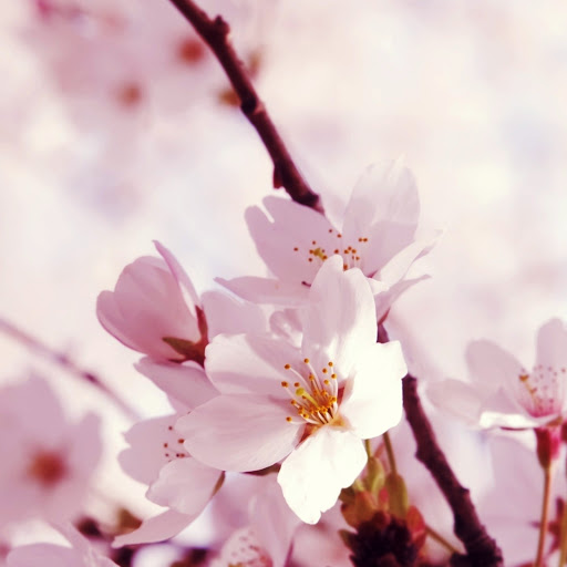 Hd-176219-ascw176219