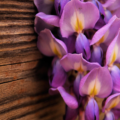 Hd-170744-ascw170744