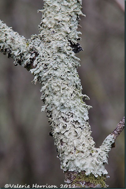 32-lichen