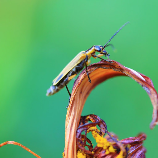 Hd-179865-ascw179865