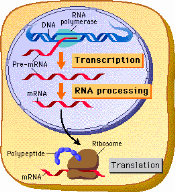eukaryotic transcription and translation
