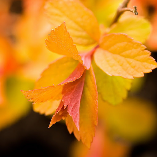 Hd-141646-ascw141646