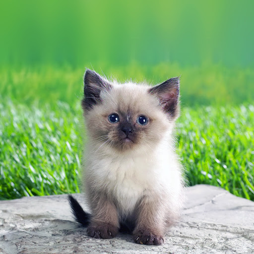 Hd-137977-ascw137977