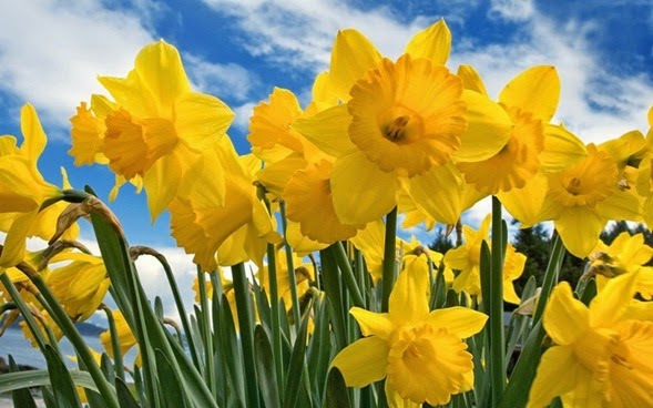 Sunny-Daffodils-1600x2560