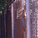 Eastern Fox Squirrel