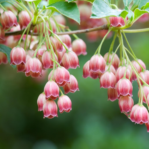 Hd-171102-ascw171102