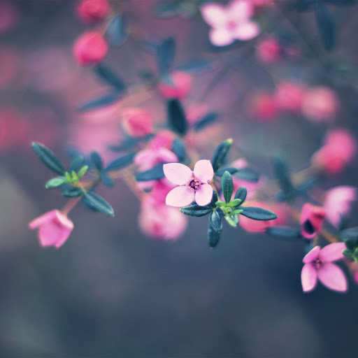 Hd-133247-ascw133247