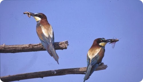 Gruccione-2_scheda_specie_grande Gruccione-2_scheda_specie_grande