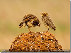 صور ناشيونال جيوغرافيك علية الدقة