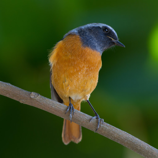 Hd-181270-ascw181270