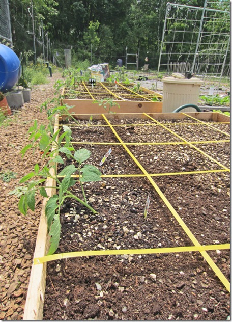 Tomato planting complete