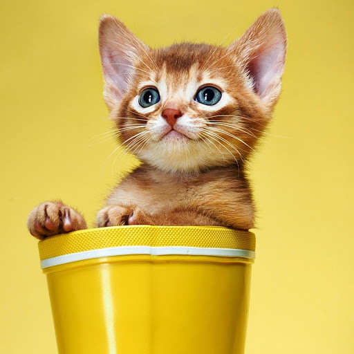 Hd-176577-ascw176577