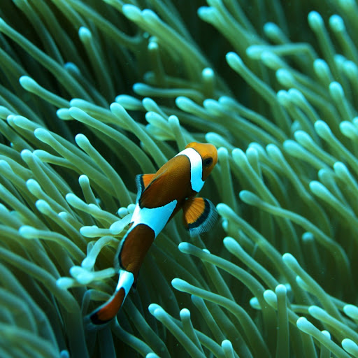 Hd-132896-ascw132896