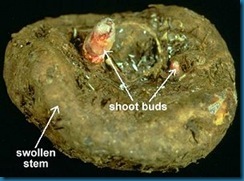 tuber-stem-begonia