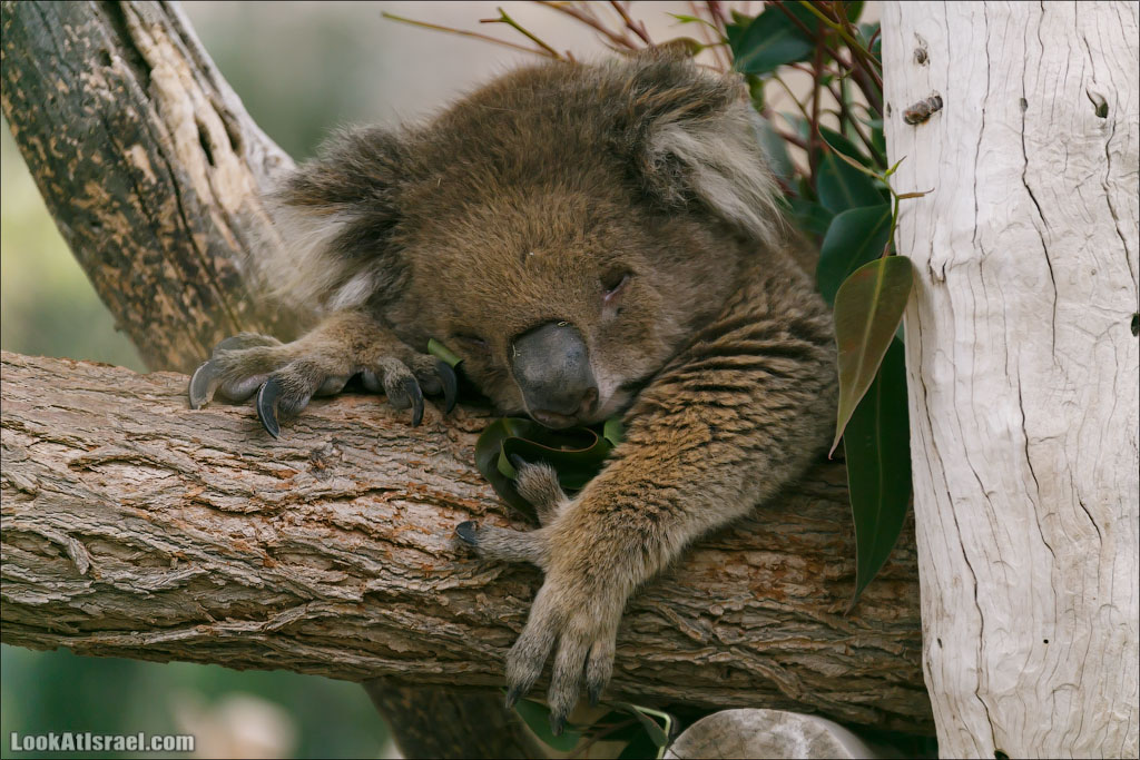 Ган Гуру - парк с кенгуру и другими австралийскими животными | Gan Guru | גן גורו | LookAtIsrael.com - Фото путешествия по Израилю