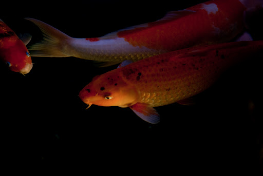 Koi 3jpg jpg 1600x1071