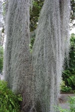 tillandsia usneoides 5-tillandsia-usneoides