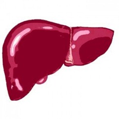 What-Does-The-Liver-Do-300x300