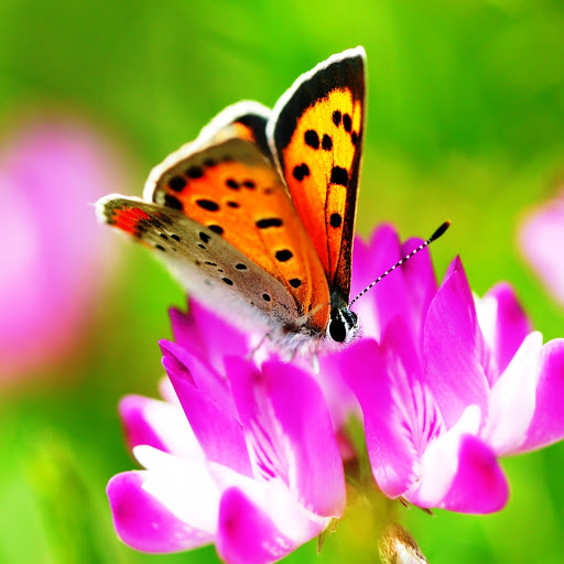 Hd-146154-ascw146154