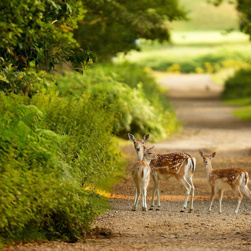 Hd-145044-ascw145044