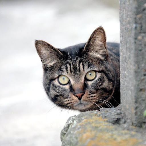 Hd-181023-ascw181023