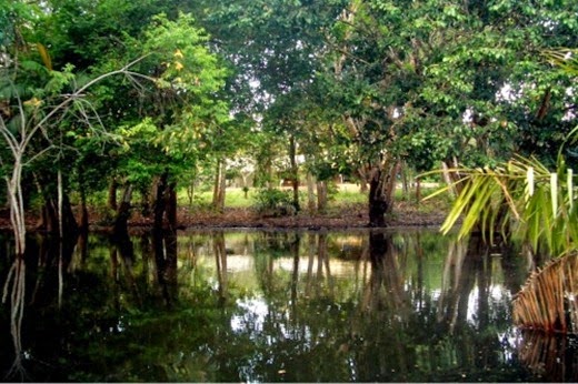 Floresta Nacional do Tapajós, Santarém - Parà