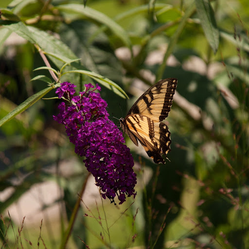 Hd-186007-ascw186007