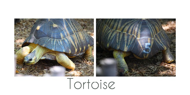 [tortoise3.jpg]