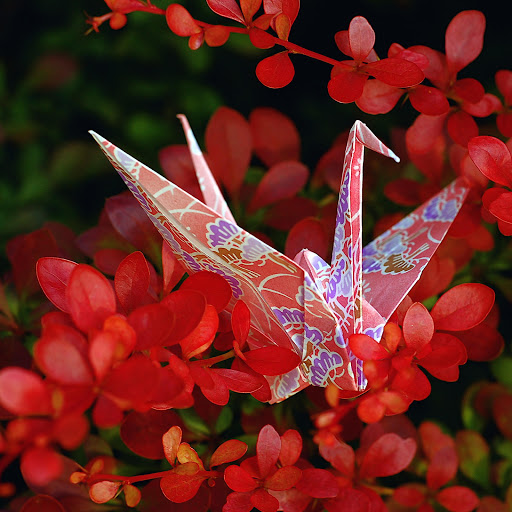 Hd-170151-ascw170151