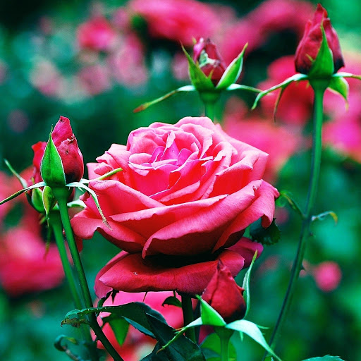 Hd-146175-ascw146175