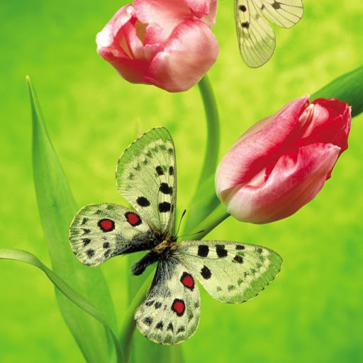 Hd-181840-ascw181840