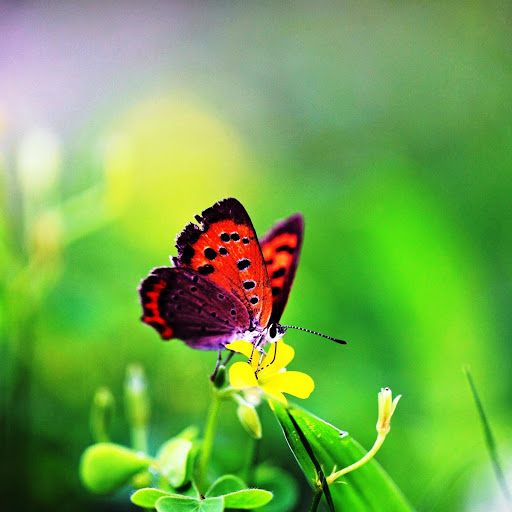 Hd-145597-ascw145597