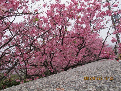平菁街42巷寒櫻 - 069