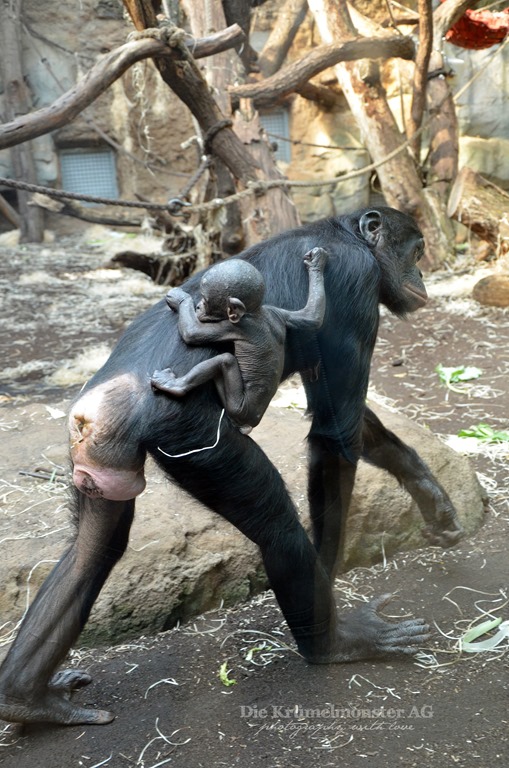 [Zoo-Frankfurt-Bonobo-1508134.jpg]