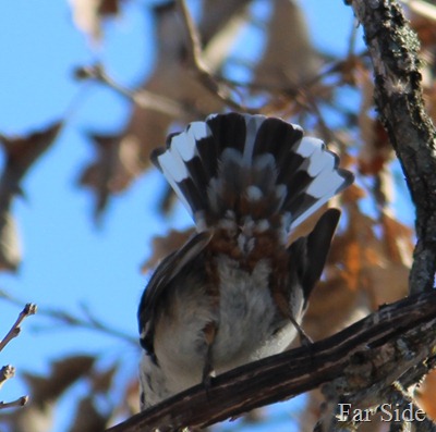 Tail feathers of a Nuthatch