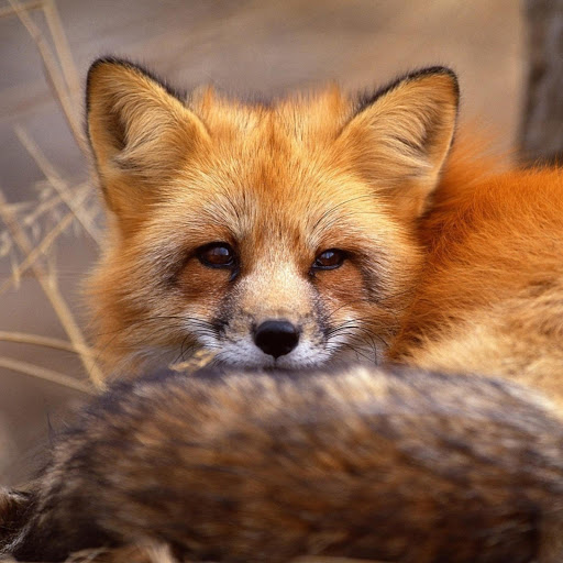 Hd-170842-ascw170842