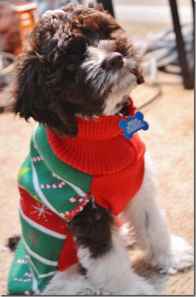 perro gorritos navidad (33)