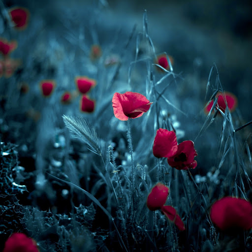 Hd-145079-ascw145079