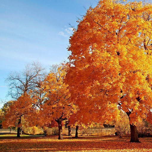 Hd-141272-ascw141272