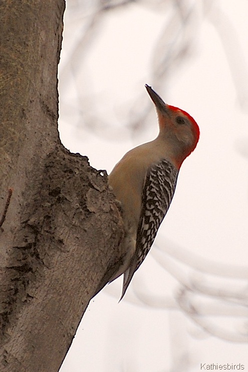 15. red bellied woodpecker-kab