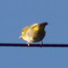 Cape White-eye