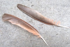 cardinal feathers