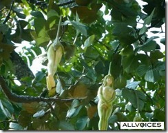 narilatha-flower-00001 narilatha-flower-00001
