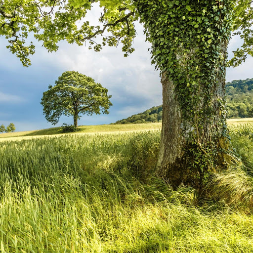 Hd-151531-ascw151531