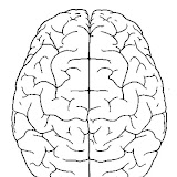 cerebro-visto-desde-arriba-4300.jpg