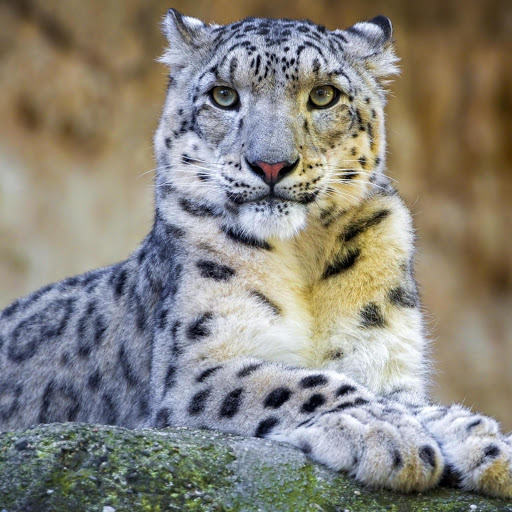 Hd-177211-ascw177211