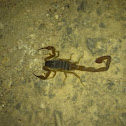 Yucatan yellow scorpion